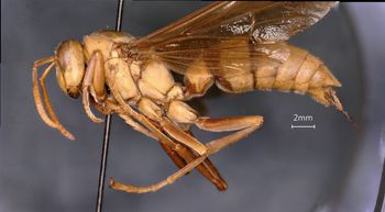Media type: image;   Entomology 33162 Aspect: habitus lateral view